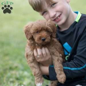 Louie, Mini Goldendoodle Puppy